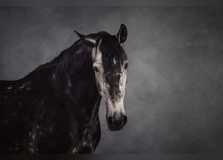 Lusitanien, Hongre, 8 Ans, 163 cm, Gris pommelé