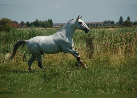 Lusitanien, Hongre, 8 Ans, 164 cm, Gris