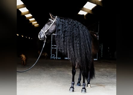 Lusitanien, Hongre, 8 Ans, 166 cm, Noir