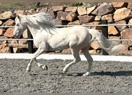 Lusitanien Croisé, Hongre, 8 Ans, 170 cm, Cremello