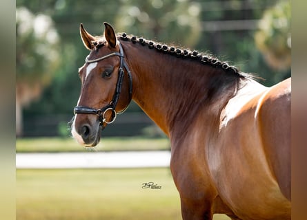 Lusitanien, Hongre, 9 Ans, 158 cm, Bai cerise