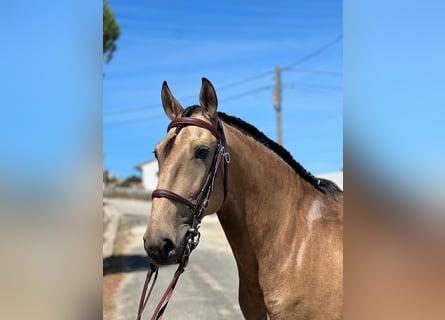 Lusitanien, Hongre, 9 Ans, 160 cm, Buckskin