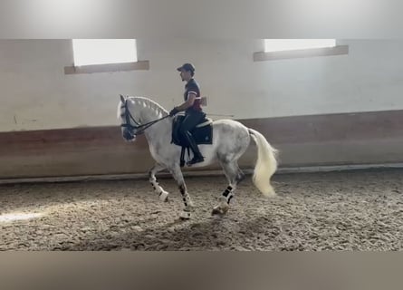 Lusitanien, Hongre, 9 Ans, 163 cm, Gris