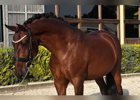 Lusitanien, Hongre, 9 Ans, 164 cm, Bai