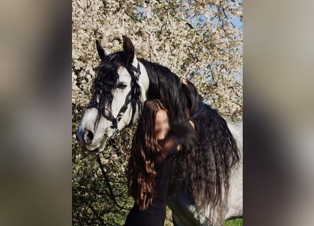 Lusitanien, Hongre, 9 Ans, 164 cm, Gris