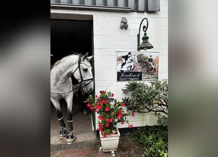 Lusitanien, Hongre, 9 Ans, 164 cm, Gris pommelé