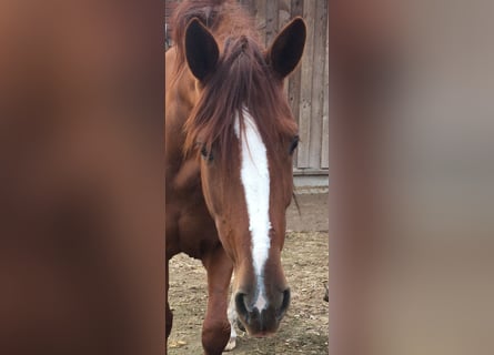 Lusitanien Croisé, Jument, 10 Ans, 165 cm, Alezan