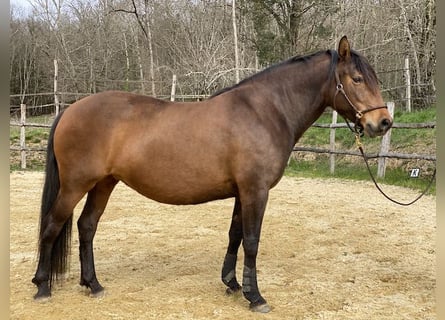 Lusitanien, Jument, 11 Ans, 158 cm, Bai