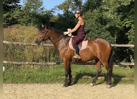 Lusitanien, Jument, 11 Ans, 159 cm, Bai