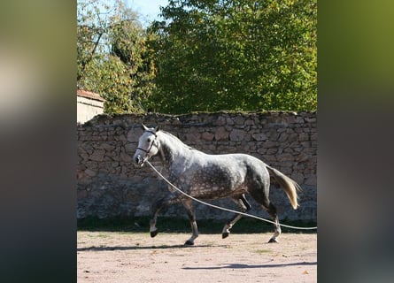 Lusitanien, Jument, 13 Ans, 164 cm, Gris moucheté