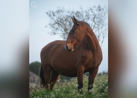 Lusitanien, Jument, 14 Ans, 164 cm, Bai cerise