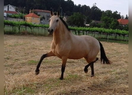 Lusitanien, Jument, 16 Ans, 162 cm, Buckskin