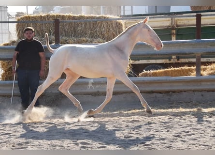 Lusitanien, Jument, 1 Année, 133 cm, Cremello