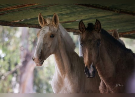 Lusitanien, Jument, 1 Année, 160 cm, Buckskin