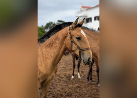 Lusitanien, Jument, 1 Année, 163 cm, Buckskin
