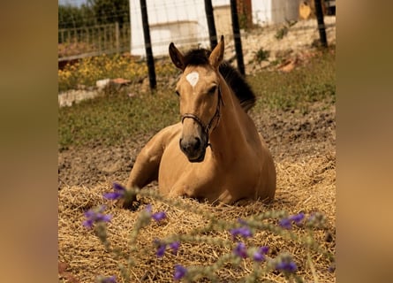 Lusitanien, Jument, 1 Année, 163 cm, Buckskin