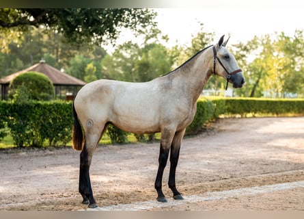 Lusitanien, Jument, 1 Année, Buckskin