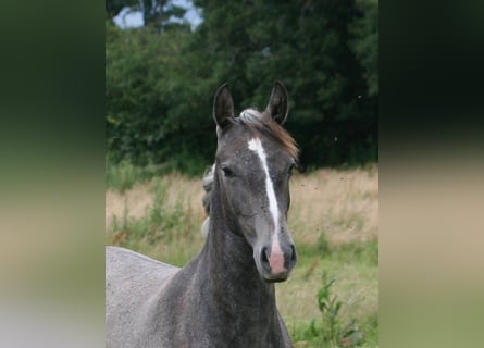 Lusitanien, Jument, 1 Année, Gris