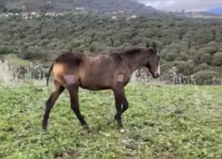 Lusitanien, Jument, 1 Année, Isabelle