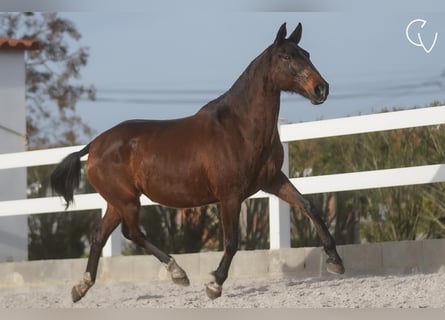 Lusitanien, Jument, 21 Ans, 162 cm, Gris (bai-dun)