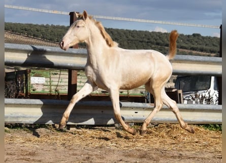 Lusitanien, Jument, 2 Ans, 138 cm, Perlino