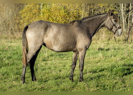 Lusitanien, Jument, 2 Ans, 146 cm, Gris
