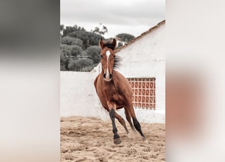Lusitanien, Jument, 2 Ans, 158 cm, Bai