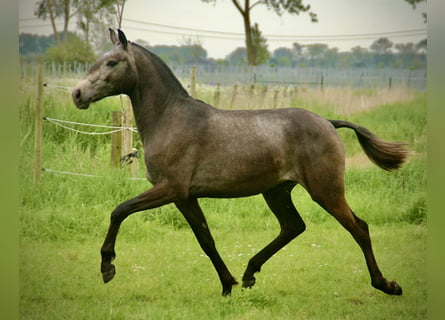 Lusitanien, Jument, 2 Ans, 160 cm, Gris