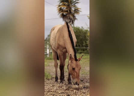 Lusitanien Croisé, Jument, 2 Ans, 160 cm, Isabelle