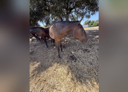 Lusitanien, Jument, 2 Ans, 160 cm, Noir
