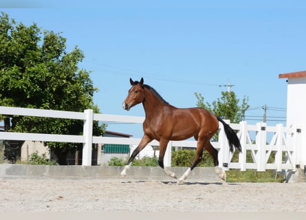 Lusitanien Croisé, Jument, 2 Ans, 165 cm, Bai cerise