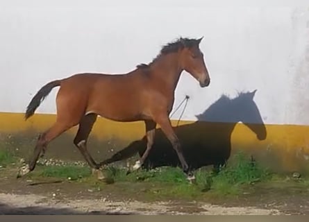 Lusitanien Croisé, Jument, 2 Ans, 165 cm, Bai