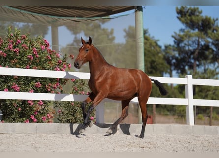 Lusitanien, Jument, 2 Ans, Bai cerise
