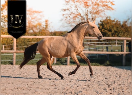 Lusitanien, Jument, 2 Ans, Buckskin