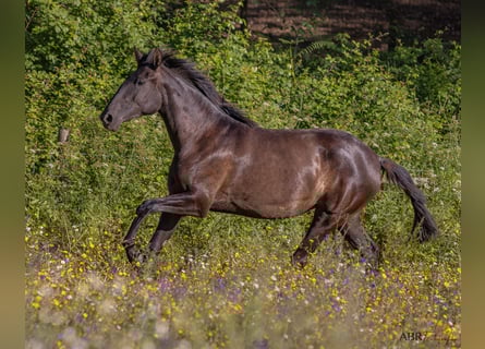 Lusitanien, Jument, 3 Ans, 156 cm, Bai brun