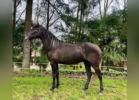 Lusitanien, Jument, 3 Ans, 156 cm, Gris