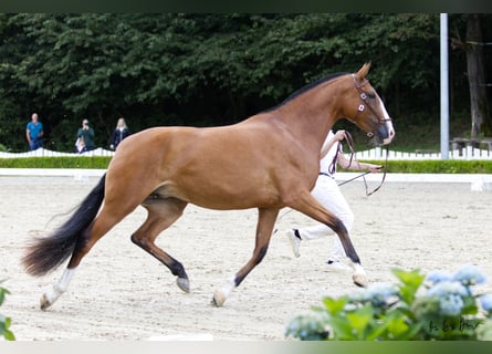 Lusitanien, Jument, 3 Ans, 160 cm, Bai