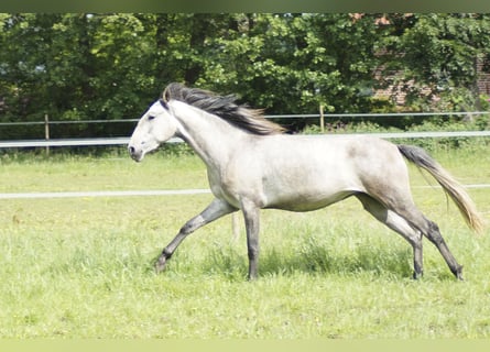 Lusitanien, Jument, 3 Ans, 160 cm, Gris pommelé