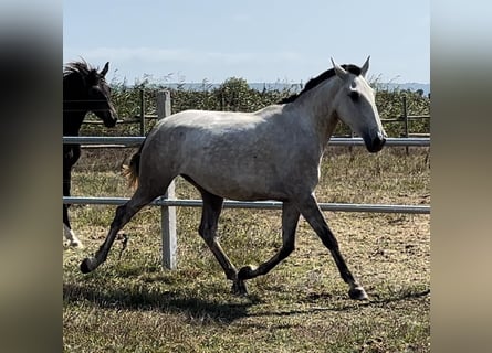 Lusitanien, Jument, 3 Ans, 165 cm, Gris