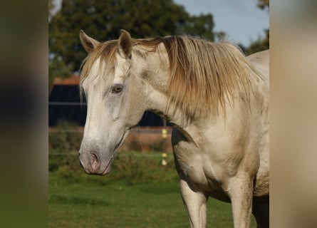 Lusitanien Croisé, Jument, 4 Ans, 146 cm, Champagne