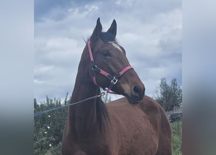 Lusitanien Croisé, Jument, 4 Ans, 157 cm, Bai