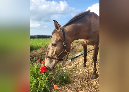 Lusitanien, Jument, 4 Ans, 157 cm, Isabelle