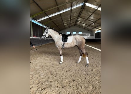 Lusitanien, Jument, 4 Ans, 167 cm, Gris
