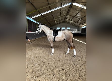 Lusitanien, Jument, 4 Ans, 167 cm, Gris