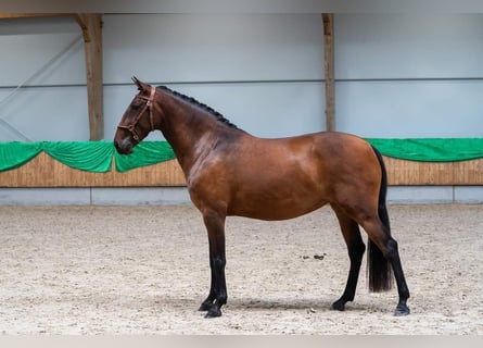 Lusitanien, Jument, 5 Ans, 157 cm, Bai