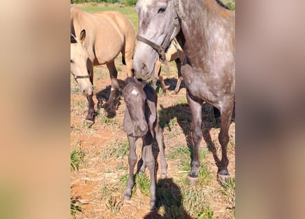 Lusitanien, Jument, 5 Ans, 160 cm, Peut devenir gris