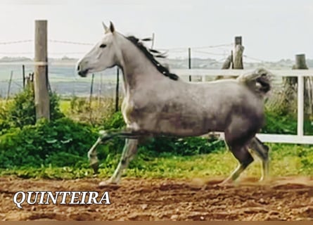 Lusitanien Croisé, Jument, 5 Ans, 161 cm