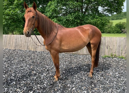 Lusitanien Croisé, Jument, 5 Ans, 164 cm, Alezan cuivré