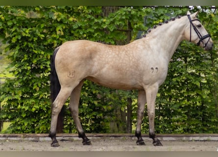 Lusitanien, Jument, 5 Ans, 165 cm, Buckskin