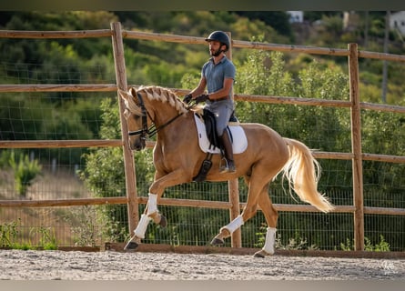 Lusitanien, Jument, 5 Ans, 165 cm, Palomino